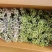 樱草，四季樱草，报春花，四季樱花，家居环境装饰