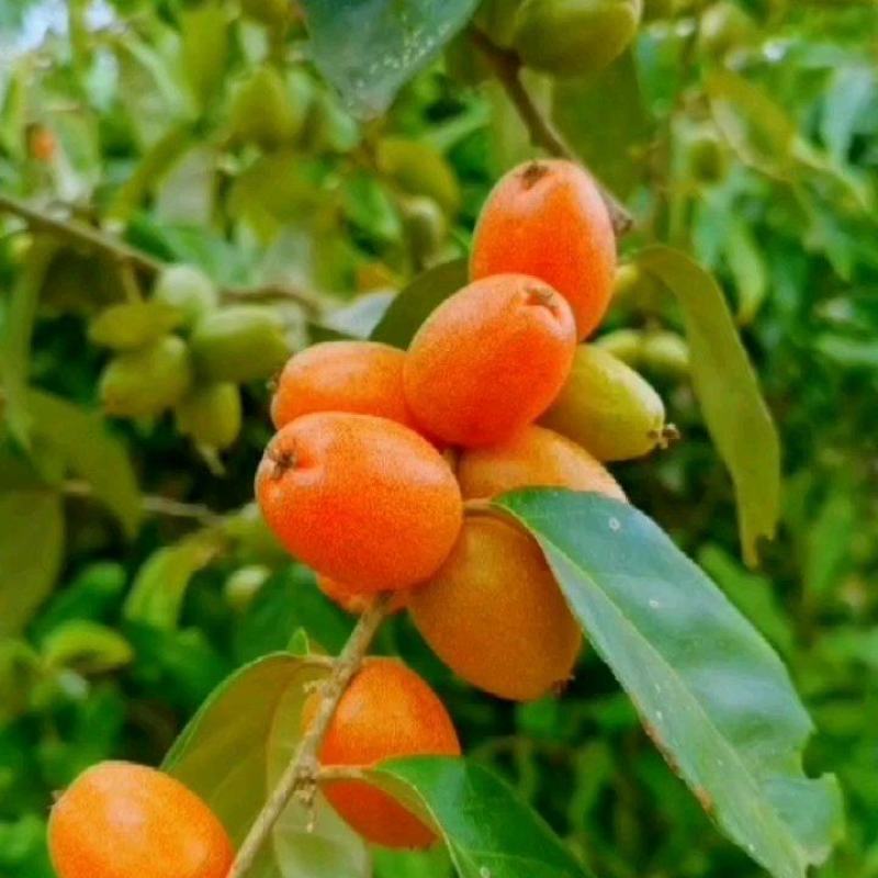 羊奶果种植基地