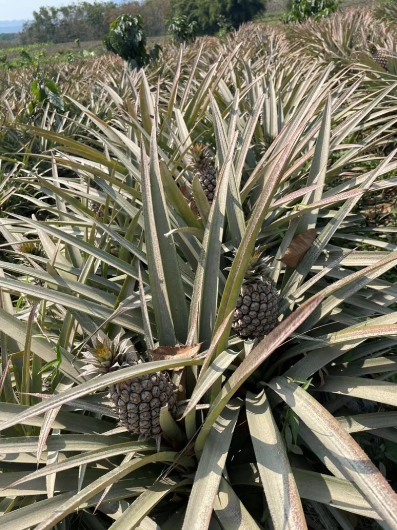 凤梨🍍