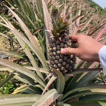 凤梨🍍