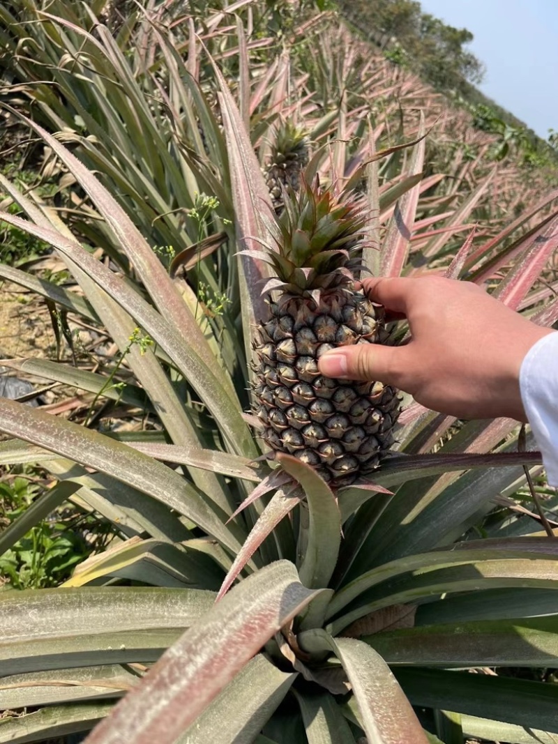 凤梨🍍