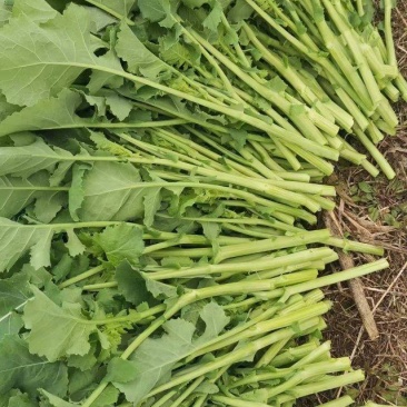 精品油菜苔，产地直发，品质保证，欢迎大家采购