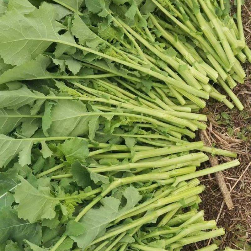 精品油菜苔，产地直发，品质保证，欢迎大家采购