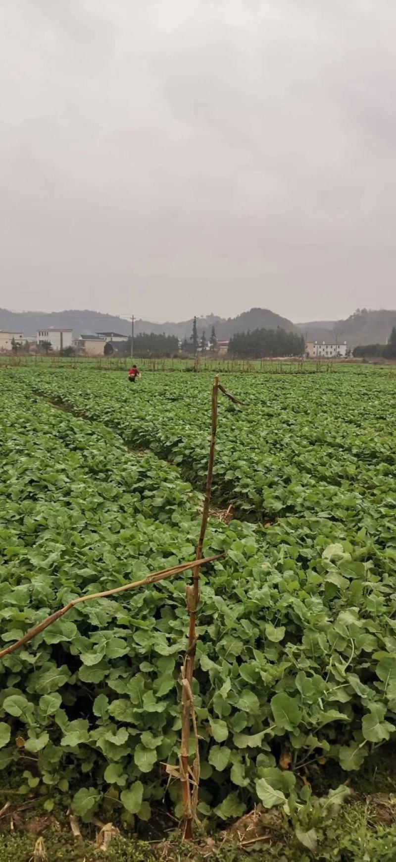 精品油菜苔，产地直发，品质保证，欢迎大家采购