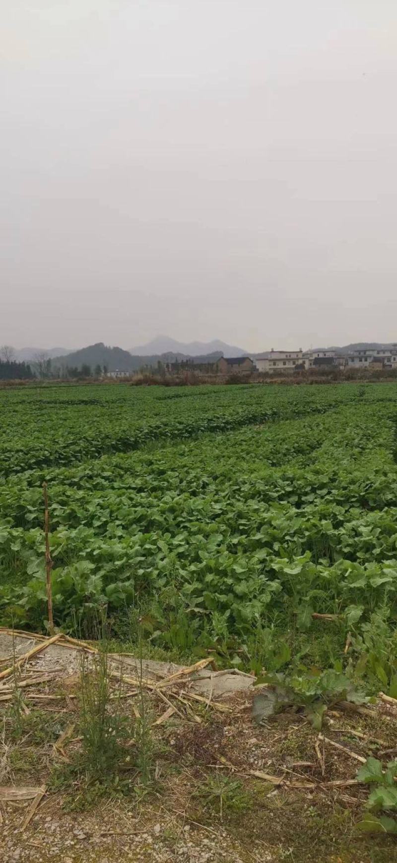 精品油菜苔，产地直发，品质保证，欢迎大家采购