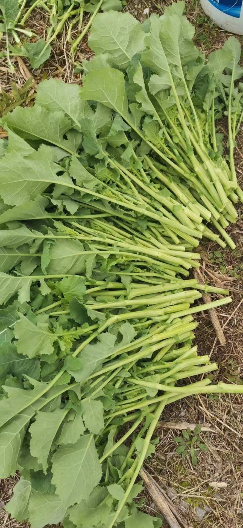 精品油菜苔，产地直发，品质保证，欢迎大家采购