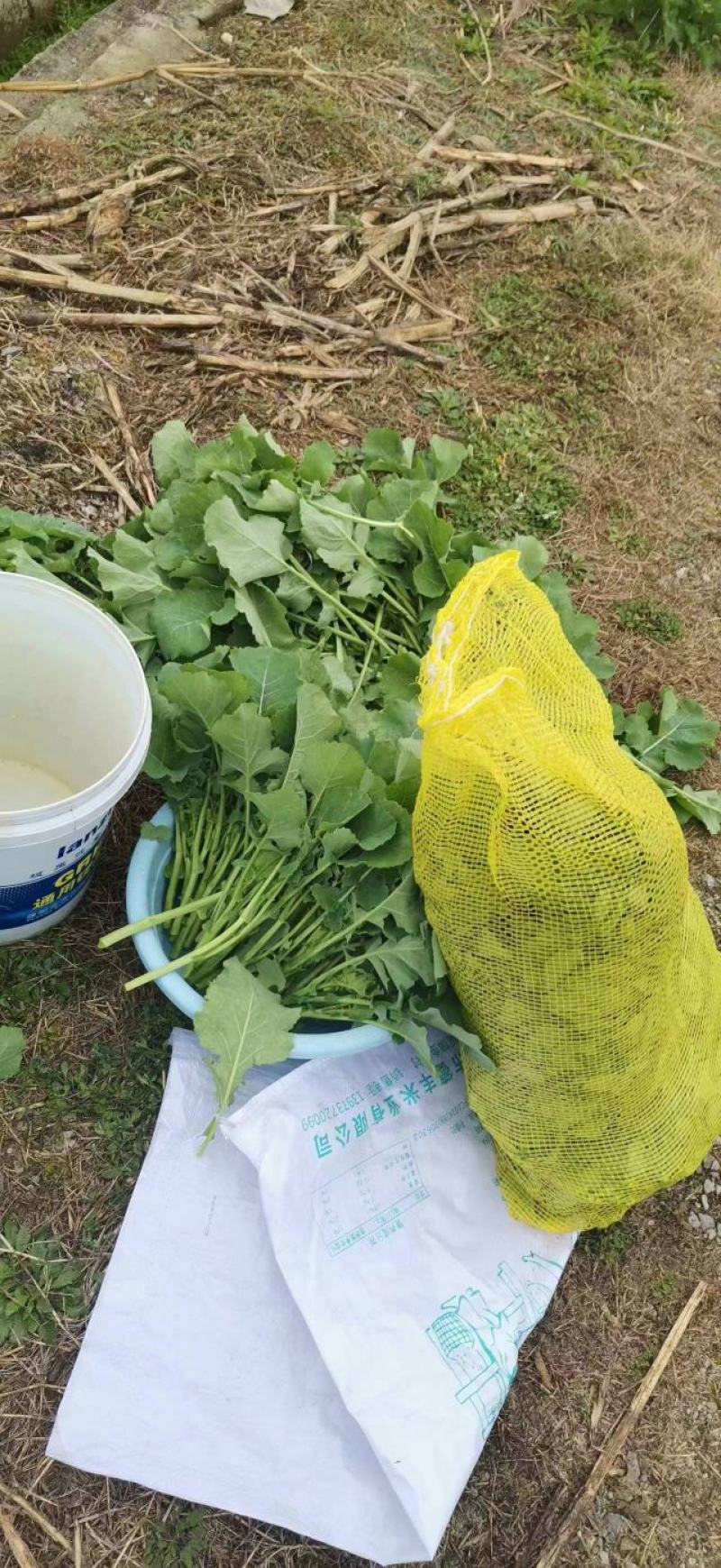 精品油菜苔，产地直发，品质保证，欢迎大家采购