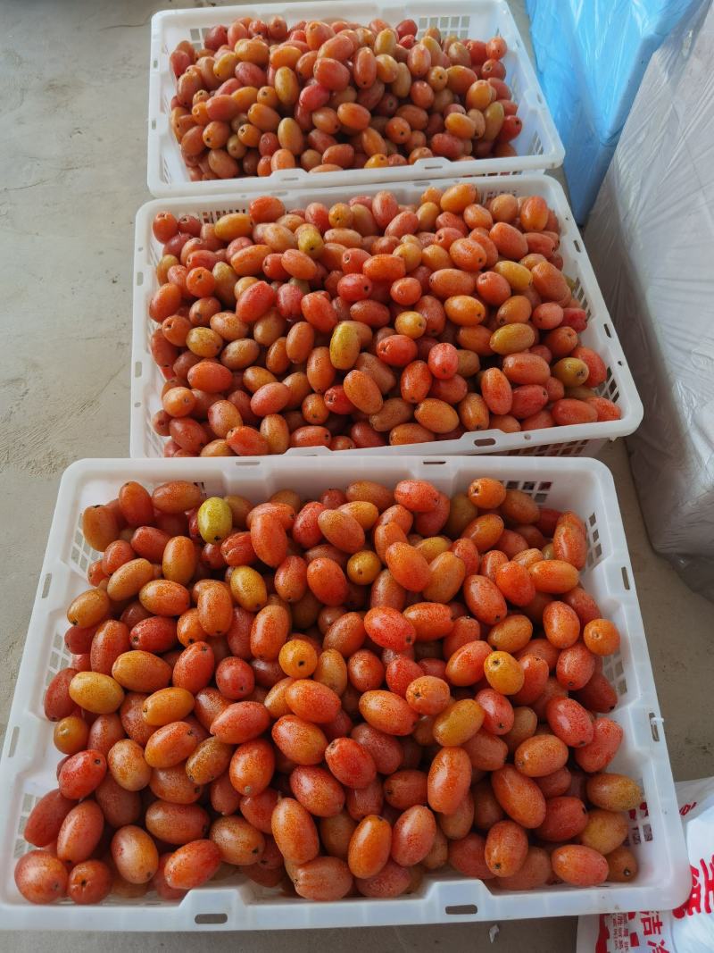 羊奶果种植基地