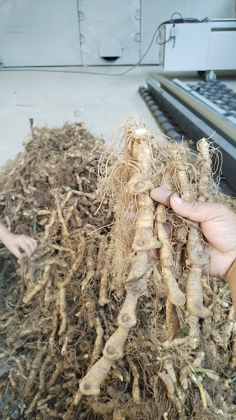 黄精干货统货，基地直发量大从优，品质保障