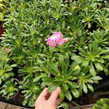 露薇花花期长较耐寒颜色多花镜花坛