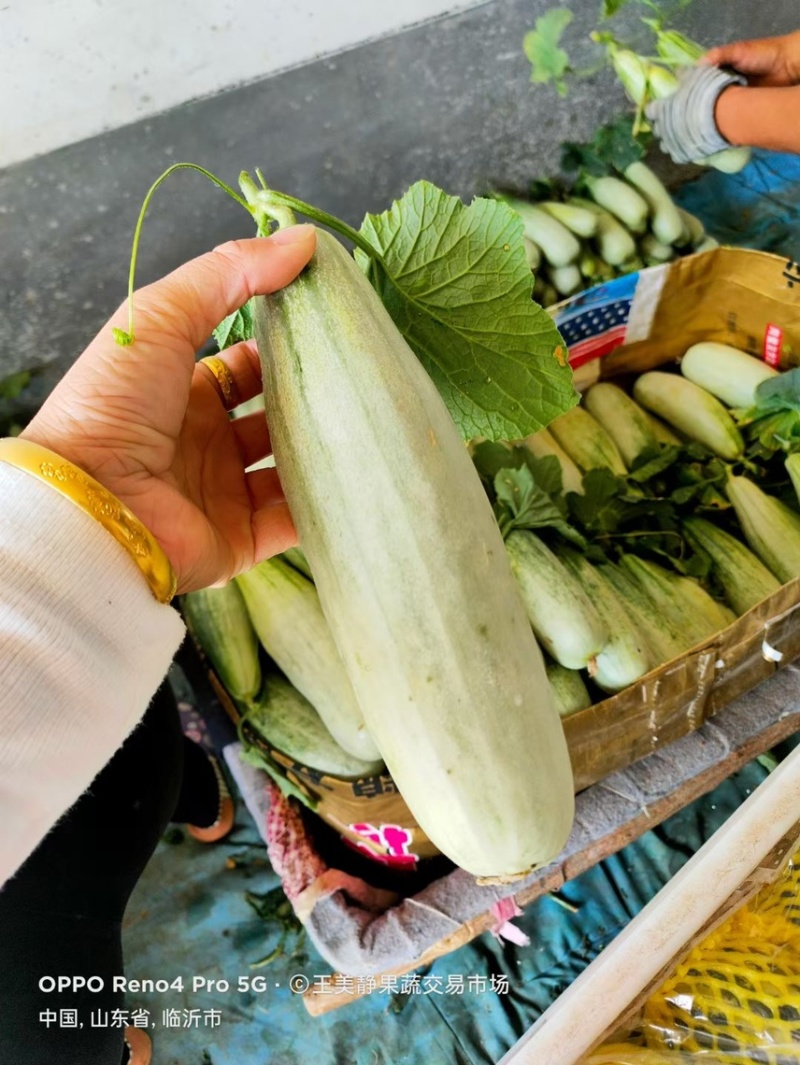 羊角蜜甜瓜🍈，产地直供诚信经营欢迎询价