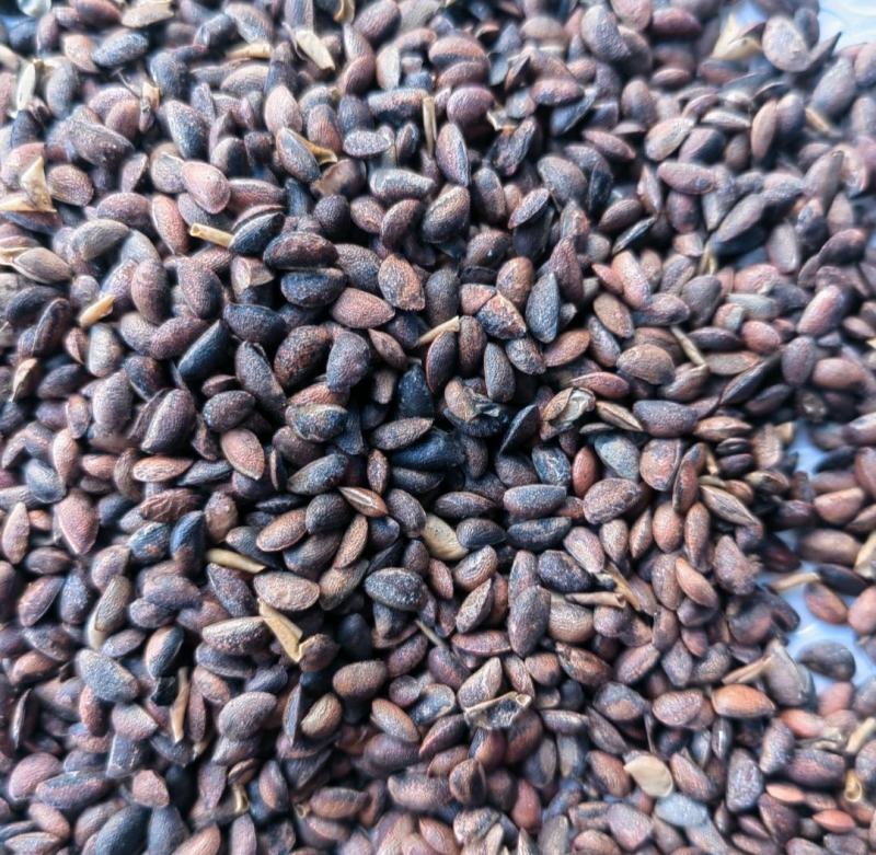 川黄柏种子，厚皮优质黄柏种苗，籽粒饱满，发芽率高，