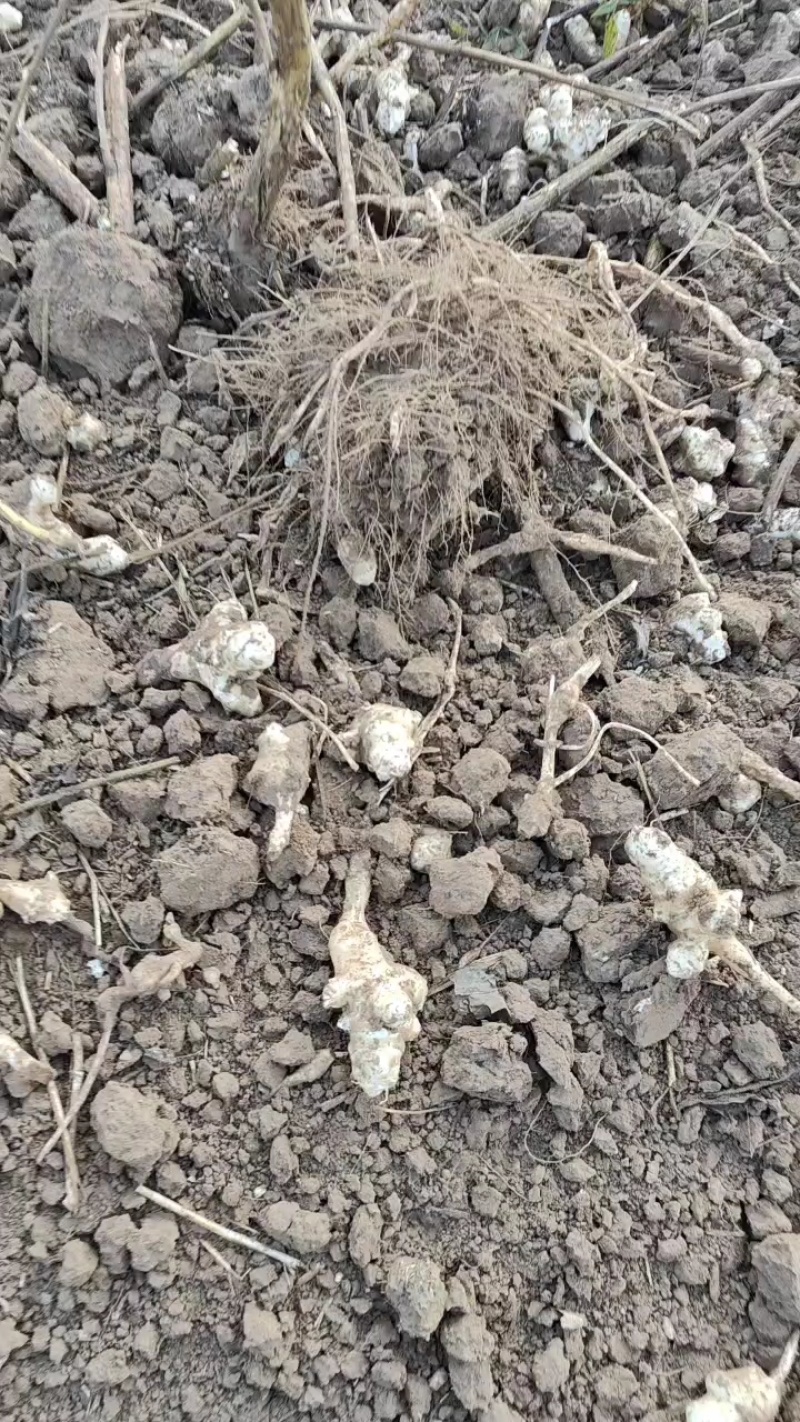 洋姜晚熟洋姜菊芋腌制市场货都有，量大品质好货