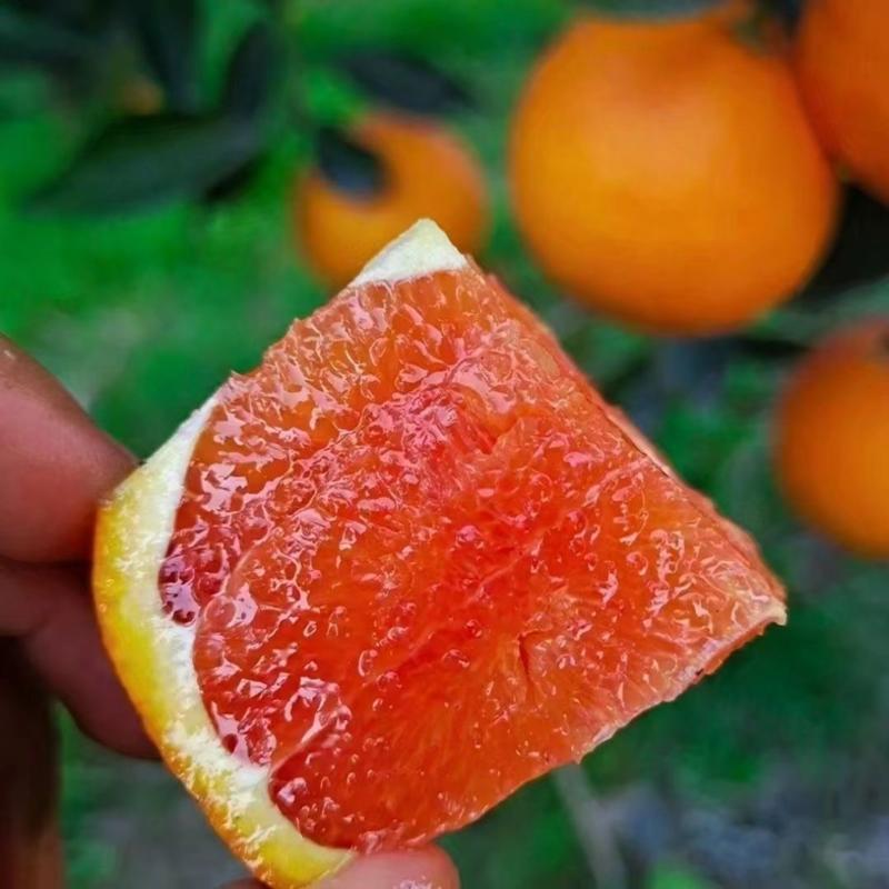 中华红橙湖北橙子精品橙子产地直发一手货源