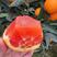 中华红橙湖北橙子精品橙子产地直发一手货源