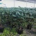 垂丝茉莉，较耐干旱，青州伟荣花卉供应，室内外观赏