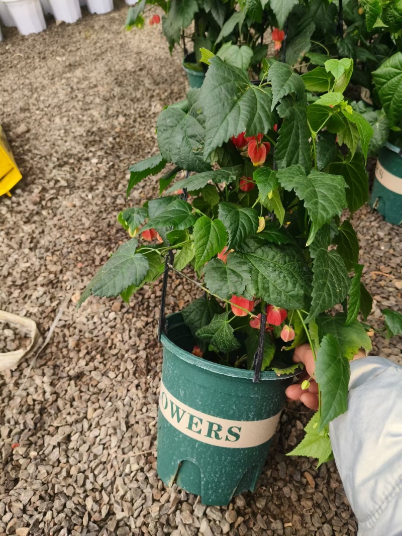 灯笼花花苞多盆栽观赏租摆绿化工程