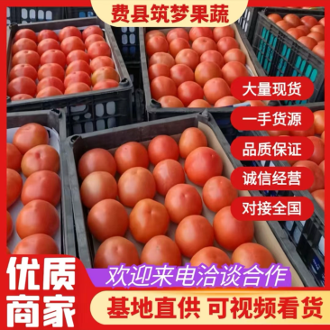 费县硬粉西红柿弧三以上果型好硬度高产地直销，品质好