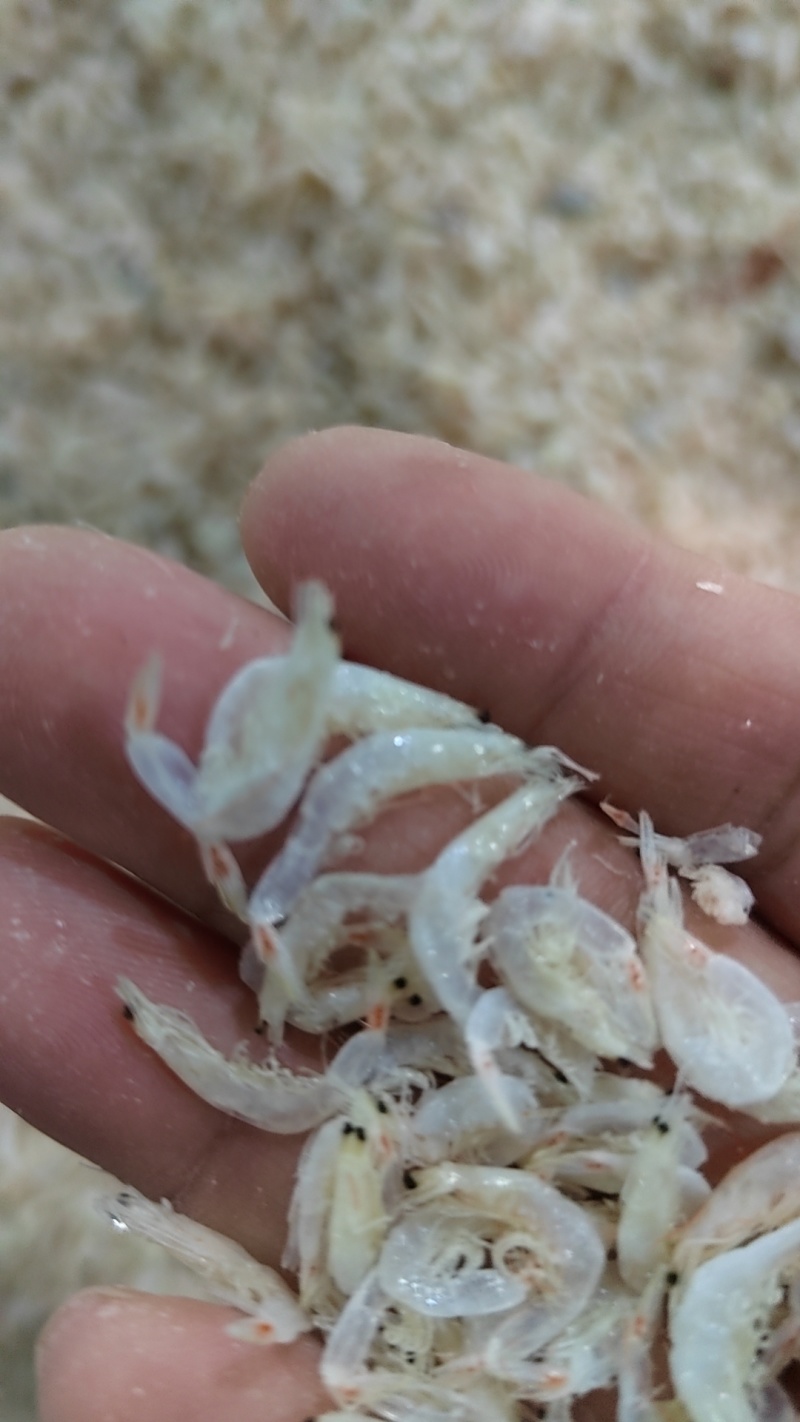 【虾皮】无盐淡干虾皮品质保证欢迎咨询