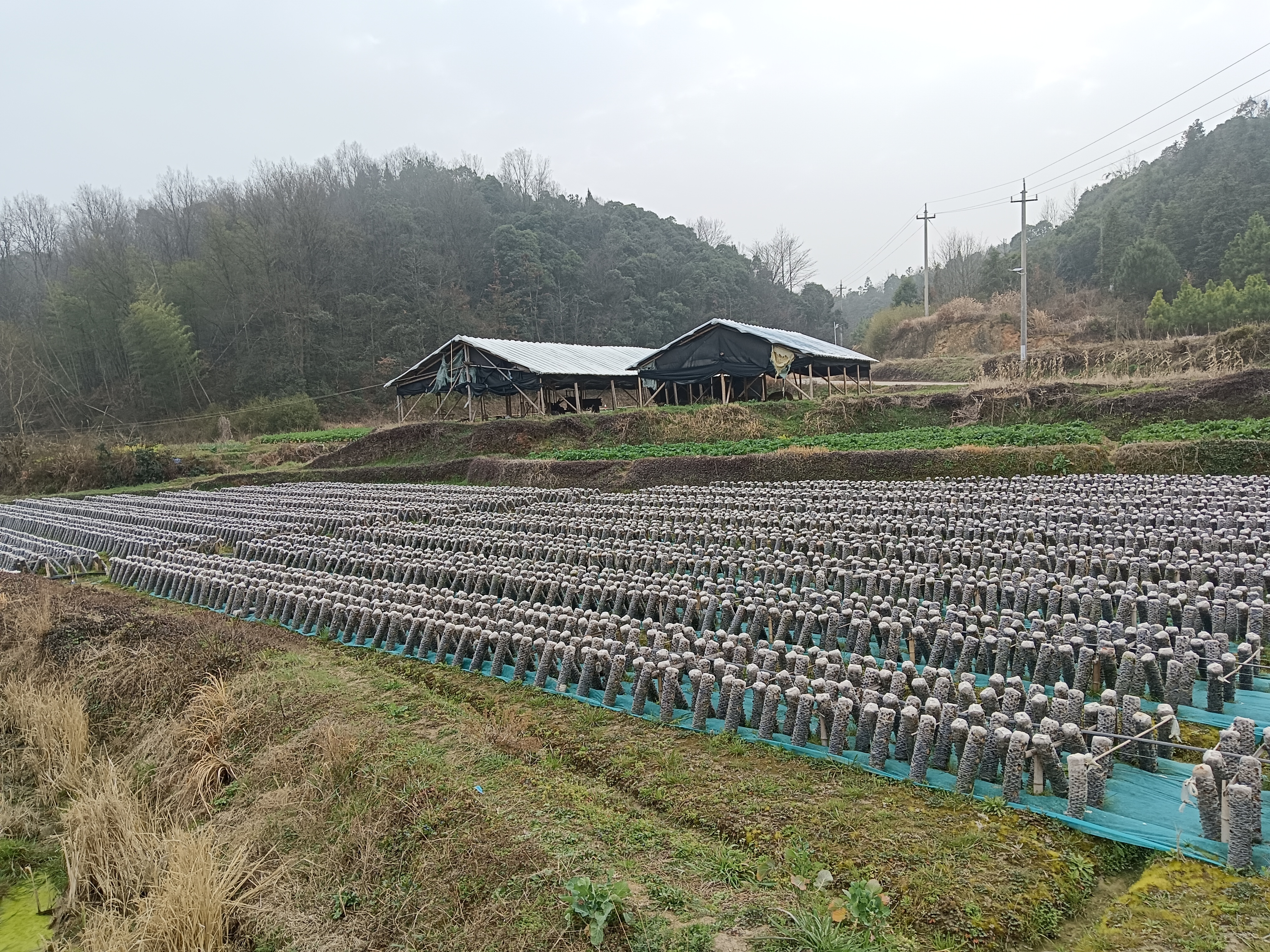 展示一个典型的黑木耳基地主页界面,包含产品介绍、新闻动态、联系方式、在线订购等功能模块 黑木耳基地主页设计示意图