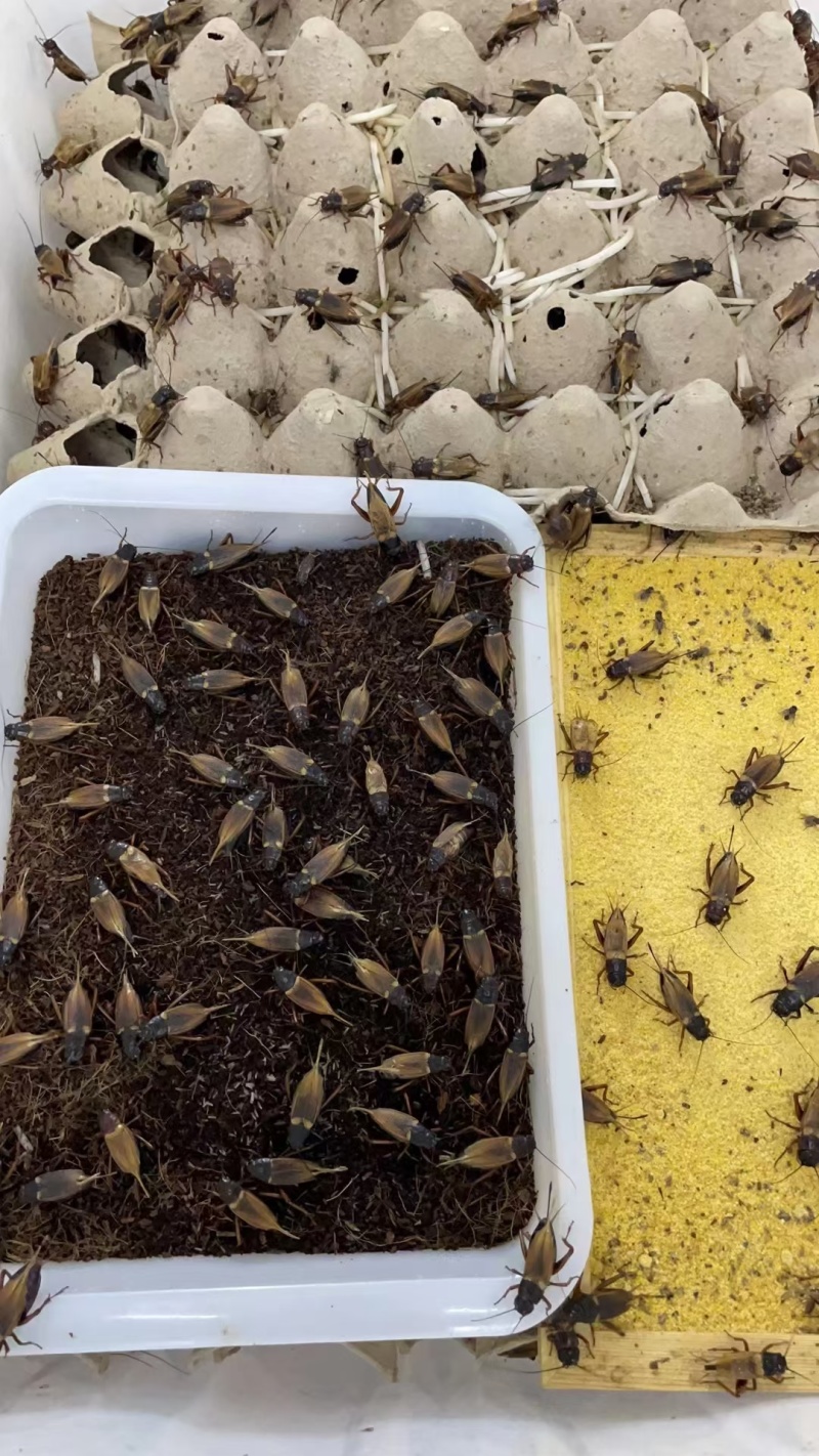 冻货蟋蟀，食用蟋蟀大亚，油葫芦，30天母带籽蟋蟀