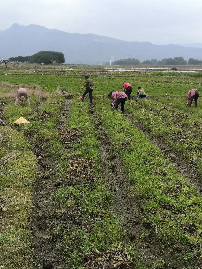 福建芋头种子韶关芋头种子