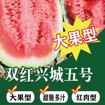 双红兴城五号西瓜种子双红瓤大果型易坐果耐运输