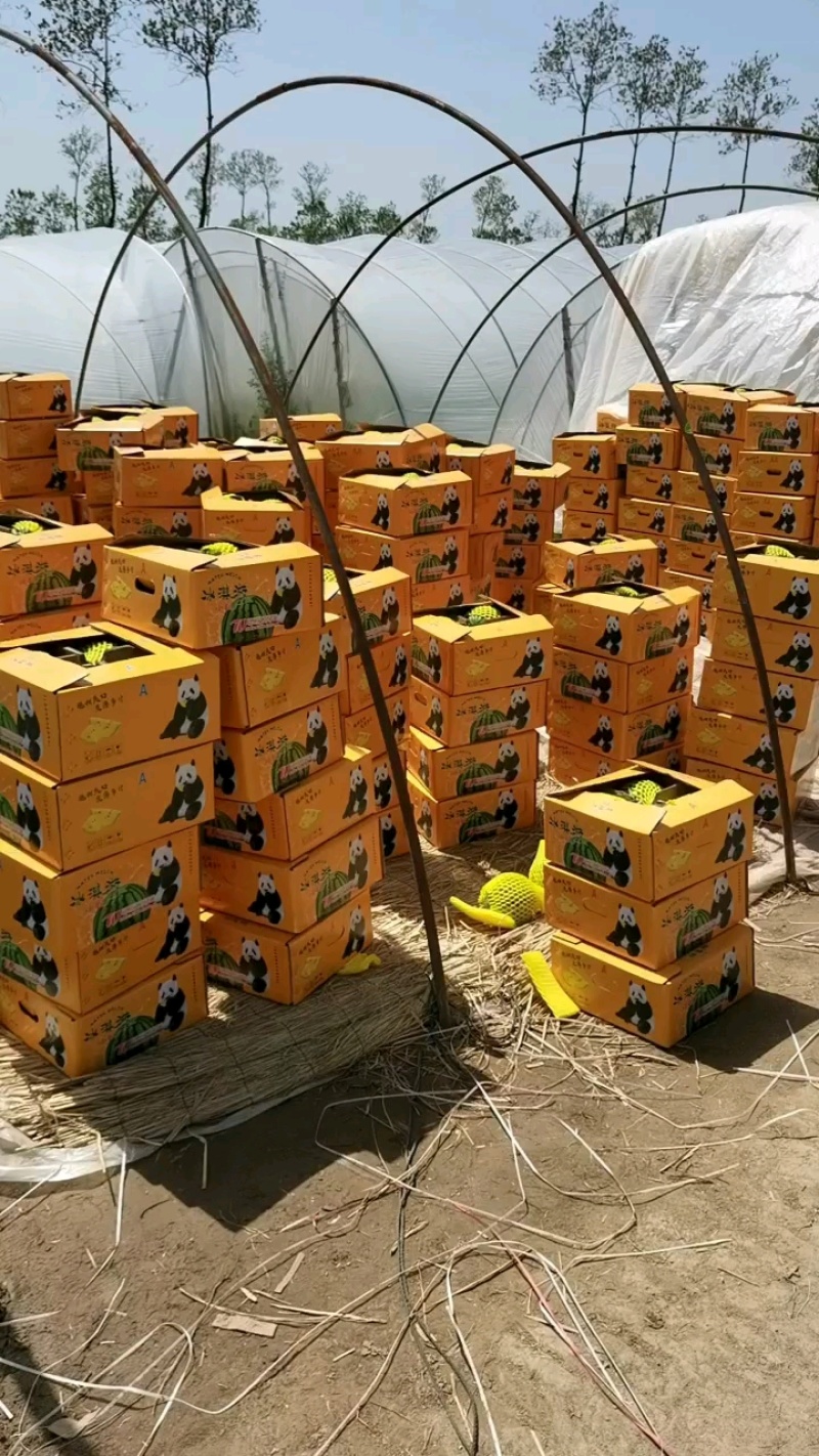 东台特小凤西瓜万亩基地直发，支持商超对接，视频看货，欢迎洽谈