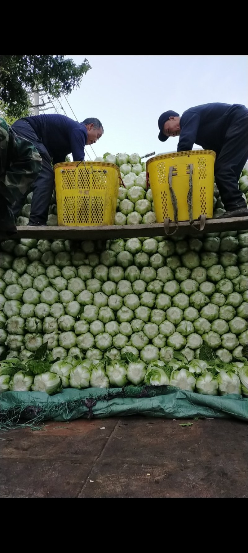 成都本地白菜大量上市，专业工人，做工好，货源充足