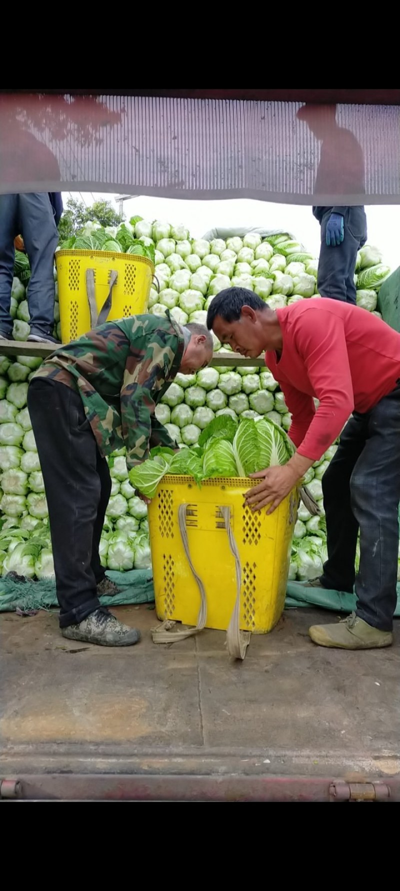 成都本地白菜大量上市，专业工人，做工好，货源充足