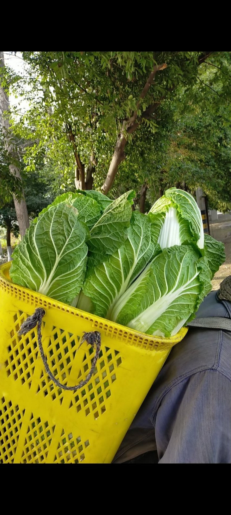 成都本地白菜大量上市，专业工人，做工好，货源充足