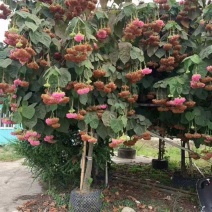 木芙蓉