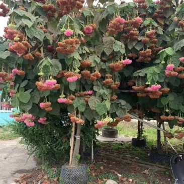 木芙蓉