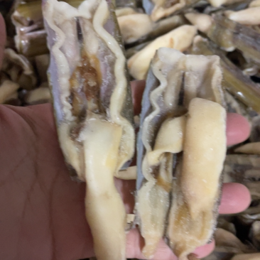 蛏王竹蛏子蛏王开片开片蛏王江苏水产批发