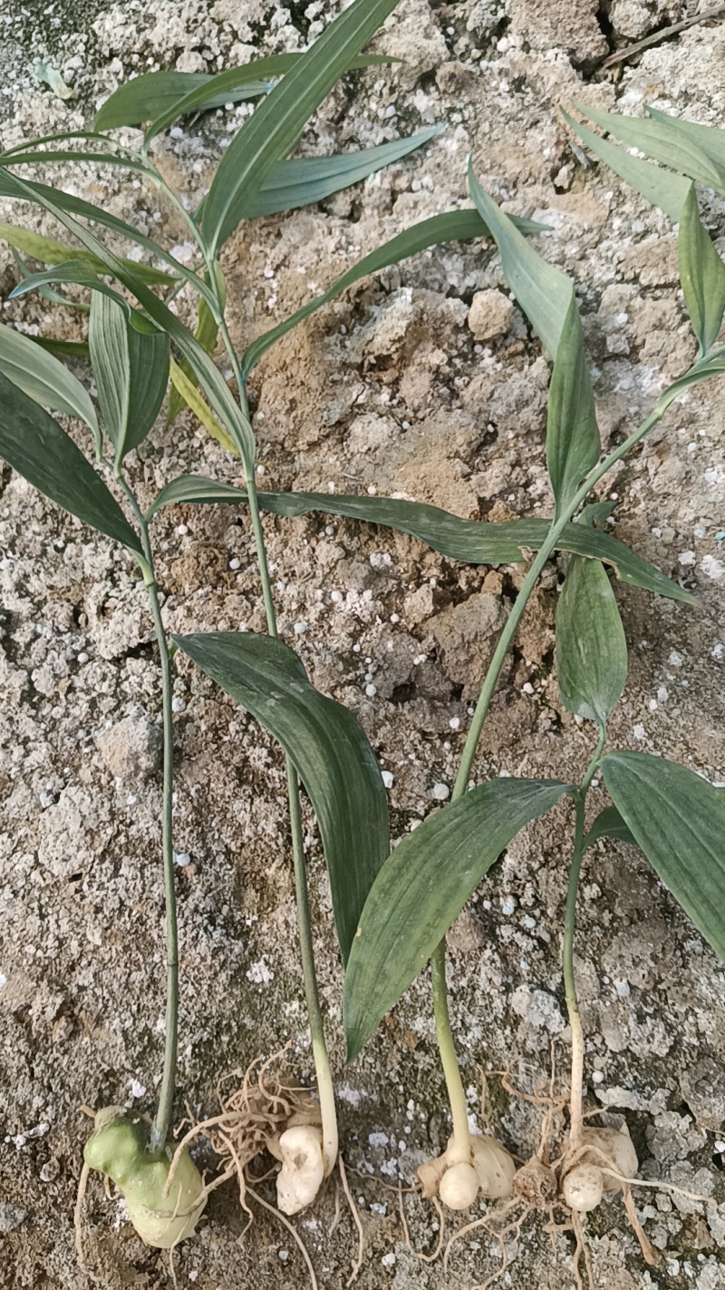 4-7叶多花姜型不到苗黄精苗子
