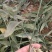 4-7叶多花姜型不到苗黄精苗子