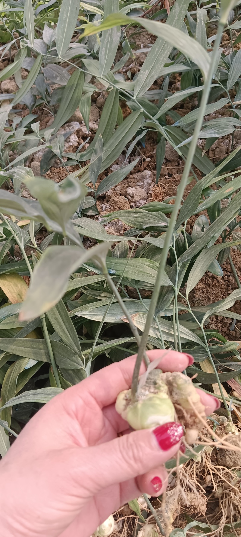 4-7叶多花姜型不到苗黄精苗子