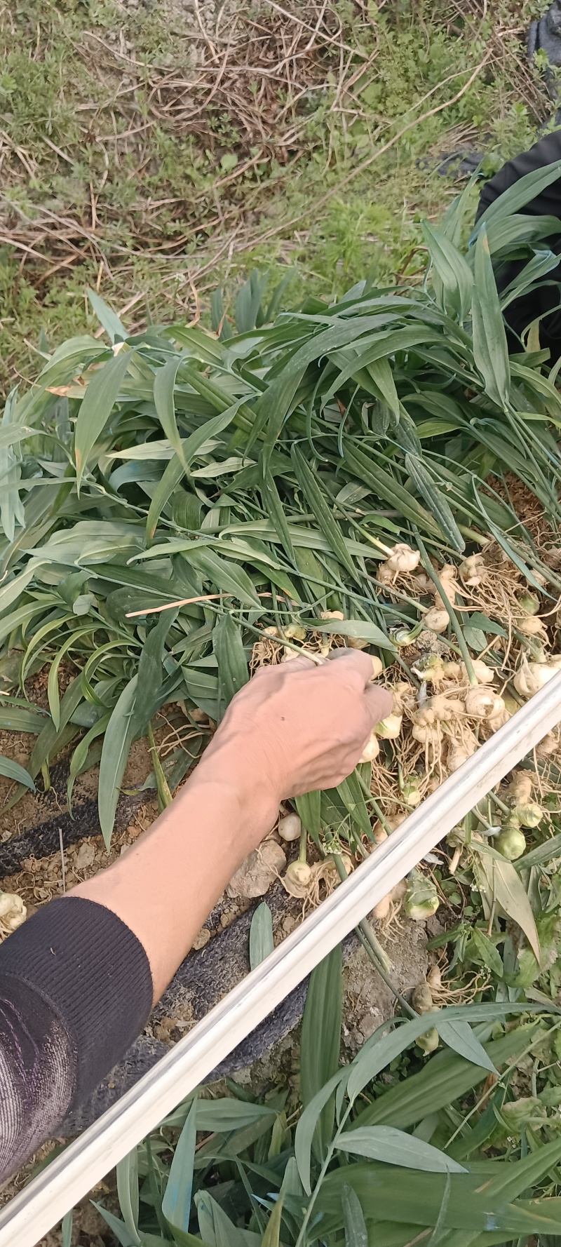 4-7叶多花姜型不到苗黄精苗子