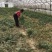 4-7叶多花姜型不到苗黄精苗子