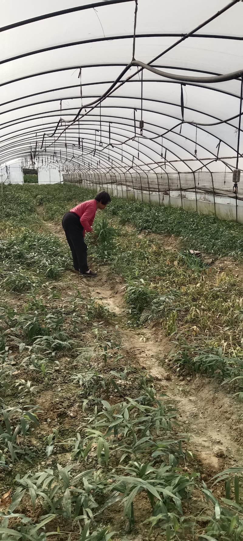 4-7叶多花姜型不到苗黄精苗子