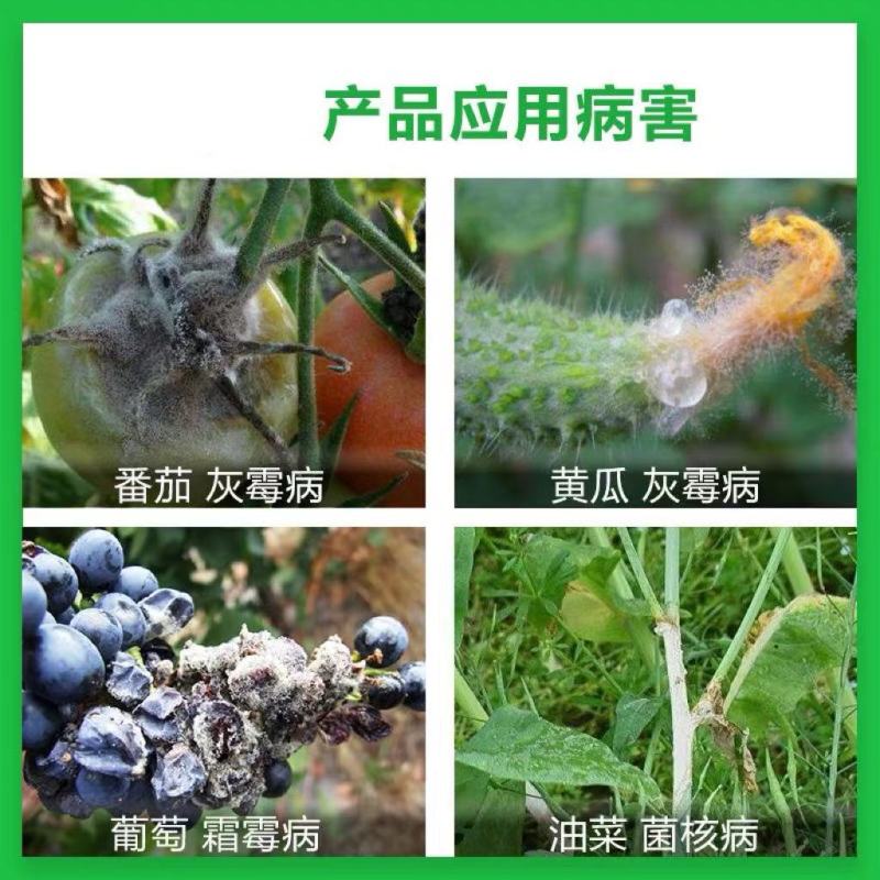 50%腐霉利葡萄番茄黄瓜灰霉病油菜菌核病