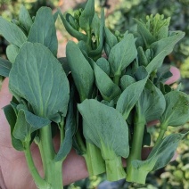矮脚菜菜苔，精品菜苔，上海青菜苔，小黑菜菜苔，菜心