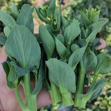 矮脚菜菜苔，精品菜苔，上海青菜苔，小黑菜菜苔，菜心