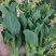 矮脚菜菜苔，精品菜苔，上海青菜苔，小黑菜菜苔，菜心