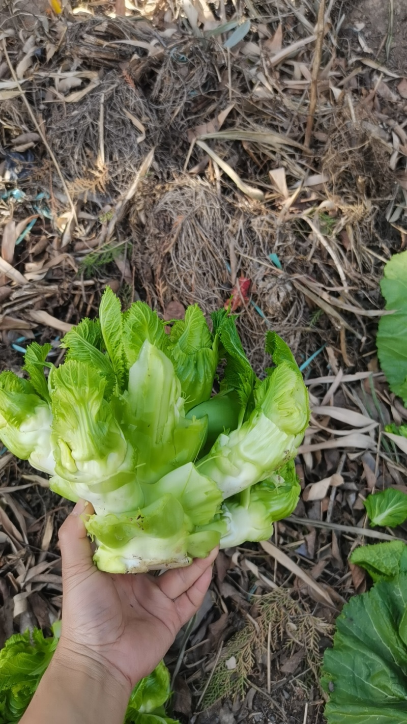 儿菜