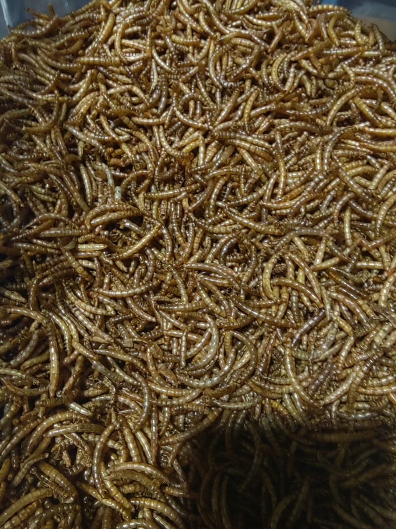 精品黄粉虫货源充足量大从优质量保证欢迎咨询
