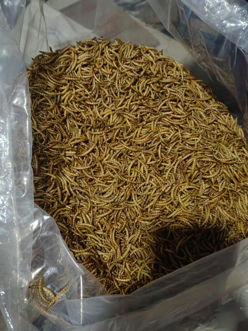 精品黄粉虫货源充足量大从优质量保证欢迎咨询