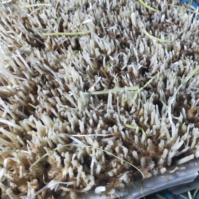 丰县二茬韭菜根价格便宜要的联系，，，，，，，