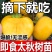 正宗无核脆甜柿子树苗太秋柿子苗大果耐寒耐旱盆栽地栽