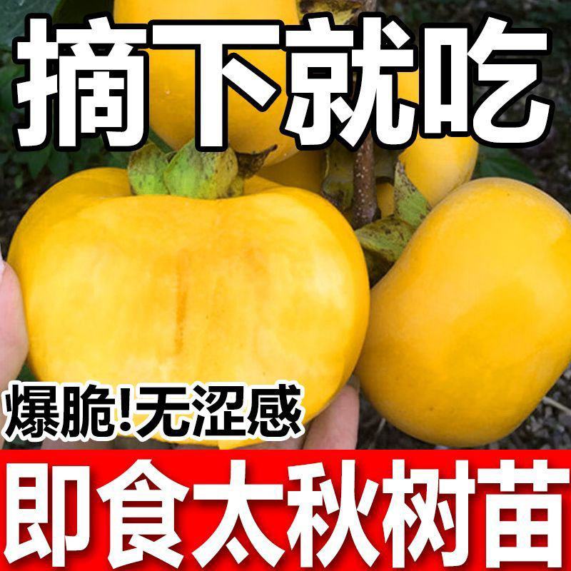 正宗无核脆甜柿子树苗太秋柿子苗大果耐寒耐旱盆栽地栽
